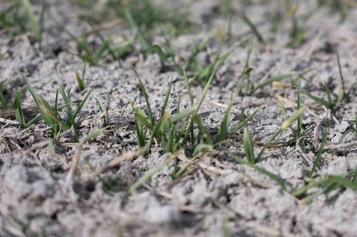 Tahıl Ambarı Konya Ovası’nda Yağışlar Rekolte Umutlarını Artırdı