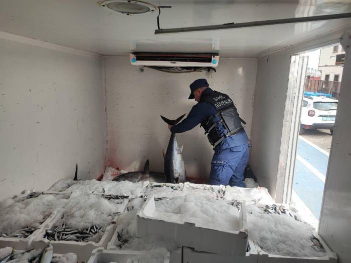 Ayvacık’ta Sahil Güvenlik Ekiplerince Avlanması Yasak 11 Orkinos Ele Geçildi