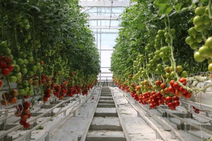 Büyükşehir Seralarda Sebze Üretecek