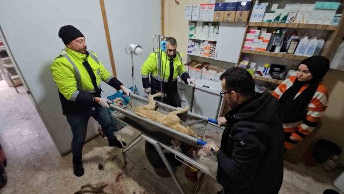 Tüfekle Vurulan Köpek Hastane Bahçesine Sığındı