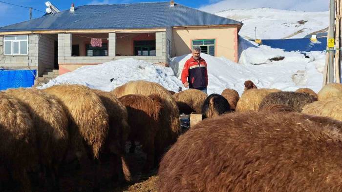 Türkiye’nin En Yüksek Rakımlı Köyünde Zorlu Hayvancılık
