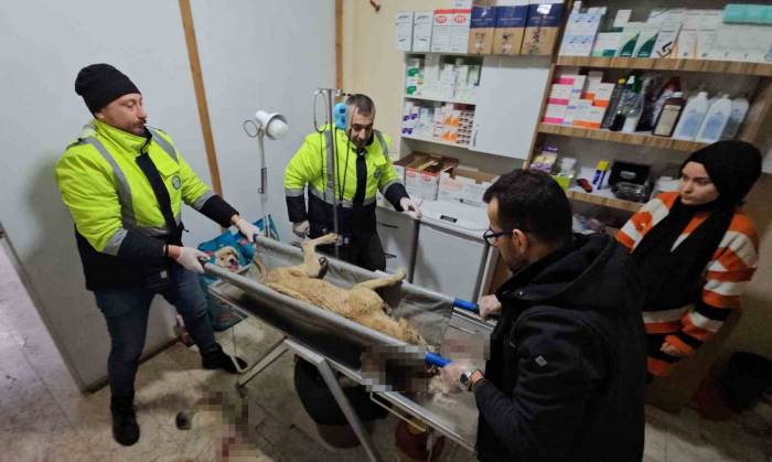 İki Sokak Köpeğini Silahla Yaralayan Şahıs Yakalandı