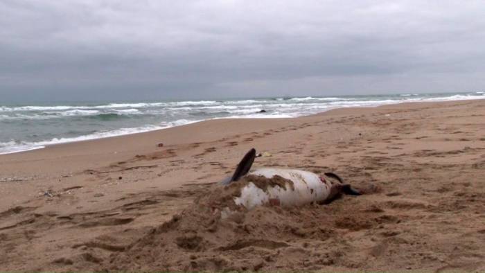 Şile’de Ölü Yunus Sahile Vurdu