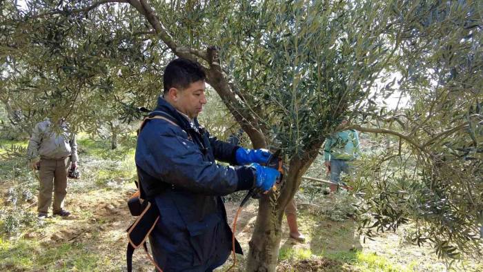 Foça’da Zeytin Ağaçlarında Budama Başladı