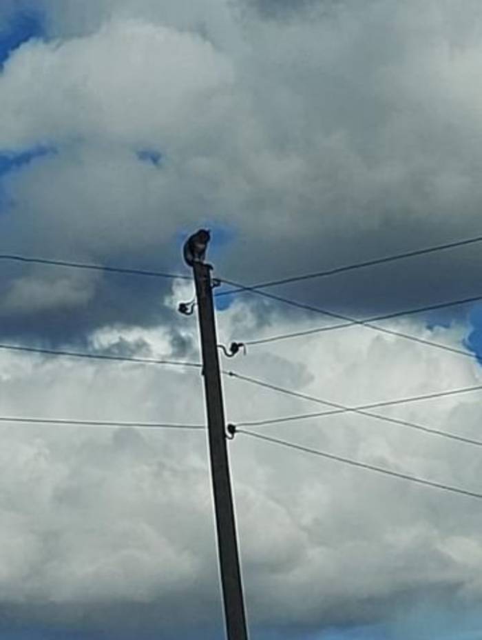 Kars’ta Direkte Mahsur Kalan Kedi Kurtarıldı