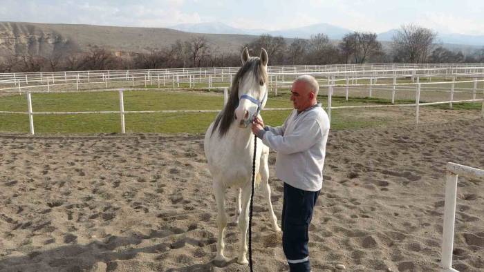 Sultansuyu’nda Milyonluk Taylar İçin Modern Tavlalar İnşa Ediliyor