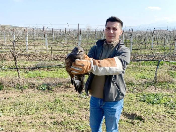 Salihli’de Yaralı Halde Bulunan Şahin Tedavi Altına Alındı