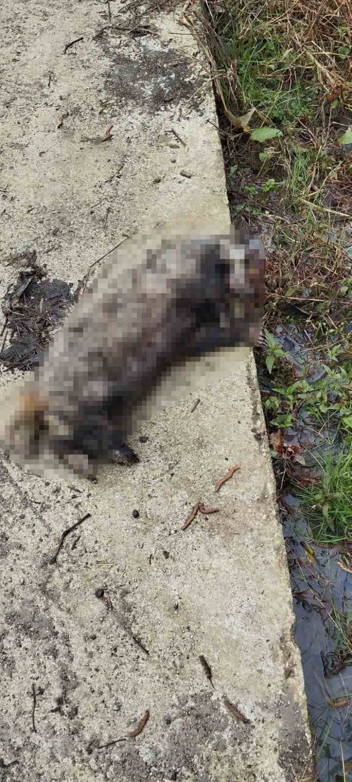 Koyunları Telef Eden Porsuk, Köpekler Tarafından Telef Edildi