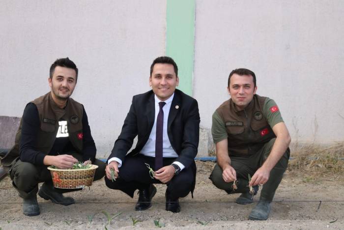 İhsaniye’de Salep Yetiştiriliyor