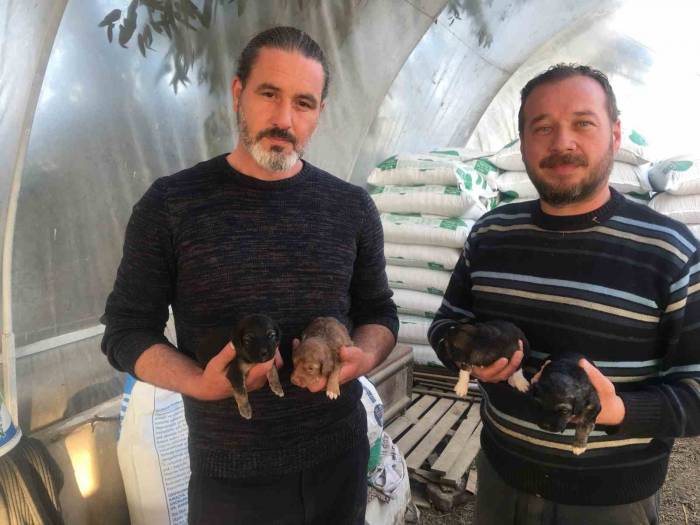 On Gün Önce Doğum Yapan Köpeği Ezip Olay Yerinden Kaçtı