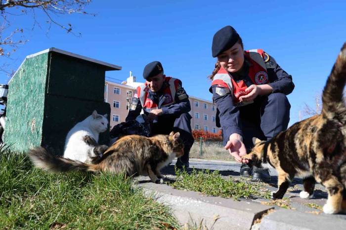 Jandarmadan, Sokak Hayvanlarına Şefkat Eli