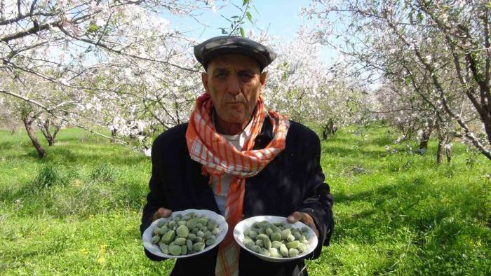 Türkiye’nin İlk Badem Çağlası Hasadı Mersin’de Yapıldı