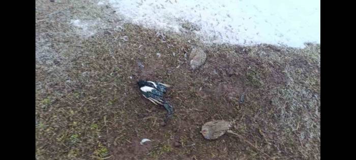 Muş’ta 2 Kişiye 63 Bin 138 Tl Para Cezası Kesildi