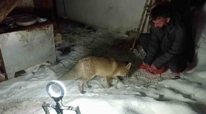 Dağların Oğlu’nun Tilki İle Dostluğu Gülümsetiyor