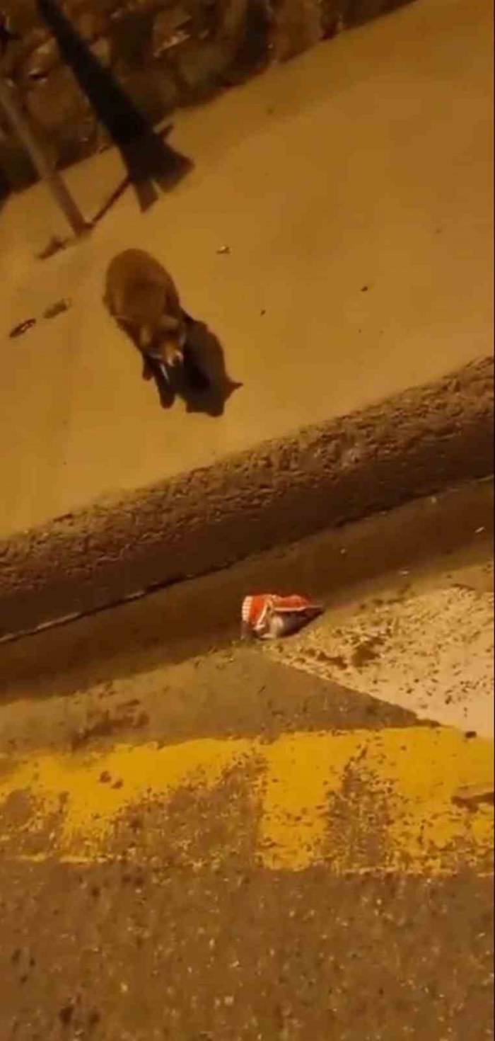 İstanbul’da Güldüren Anlar Kamerada: Tilkileri Öpücükle Yanına Çağırdı