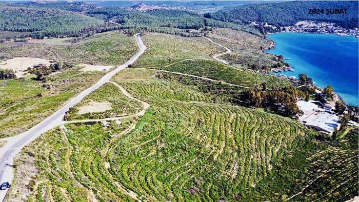 Bodrum Güvercinlik 3 Yılda Yeşerdi