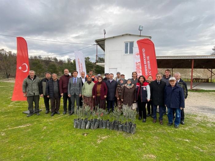 Orman Yangınlarında Zarar Gören Üreticilere 9 Bin Zeytin Fidanı Dağıtıldı