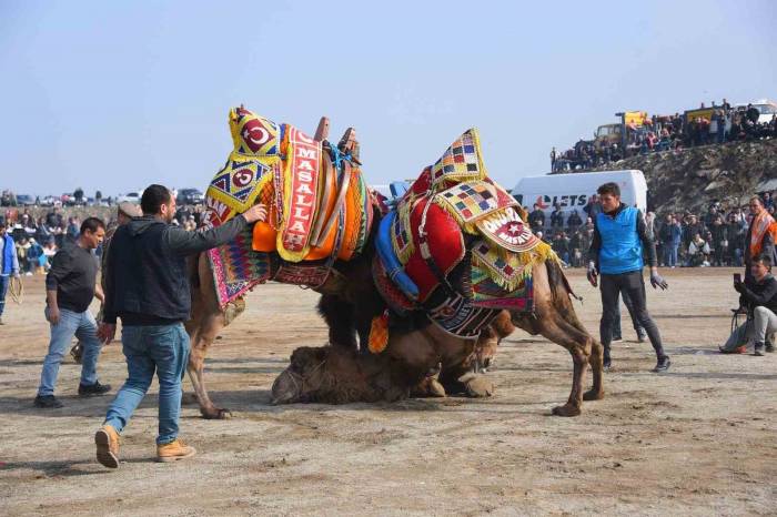 Salihli 10. Geleneksel Deve Güreşi Festivali’ne Hazır