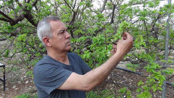 Mersin’de Erik Bahçeleri Meyve Vermeye Başladı