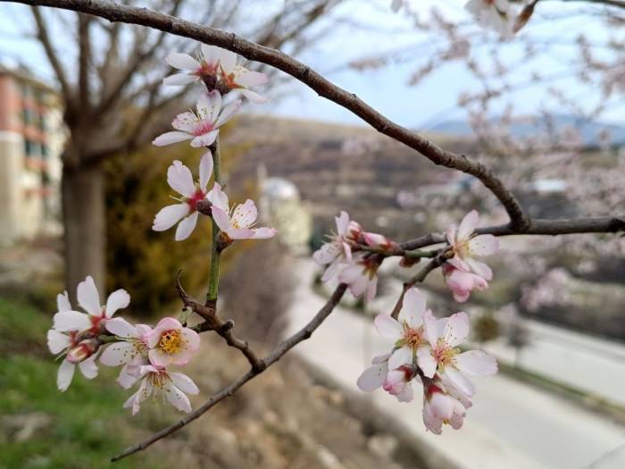 Tunceli’de Badem Ağaçları Çiçek Açtı, Üretici Tedirgin