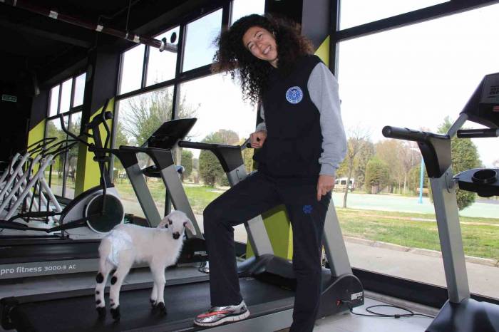 Bildiğiniz Tüm Kuzuları Unutun: Bu Kuzu Koşu Bandında Yürüyüp, Spor Yapıyor