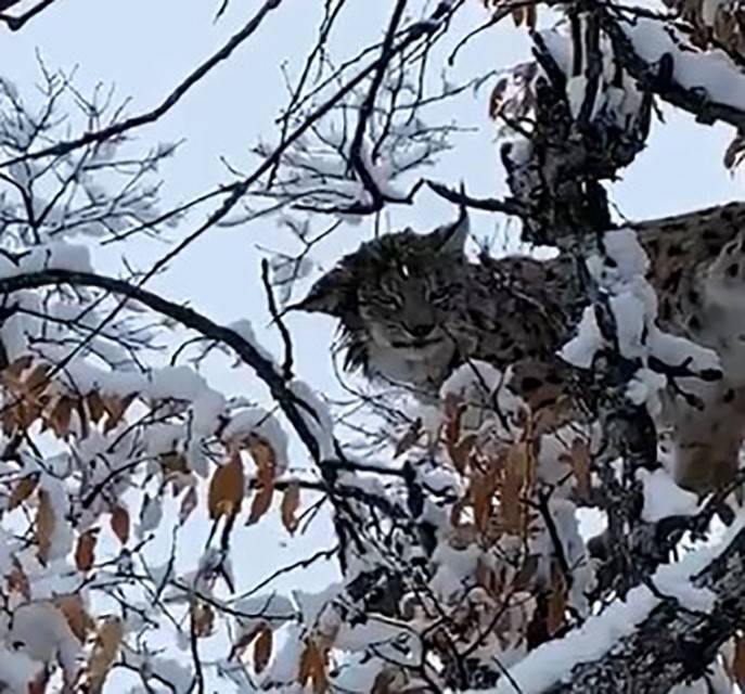 Tunceli’de Karların Arasında Kamufle Olan Vaşak Görüntülendi