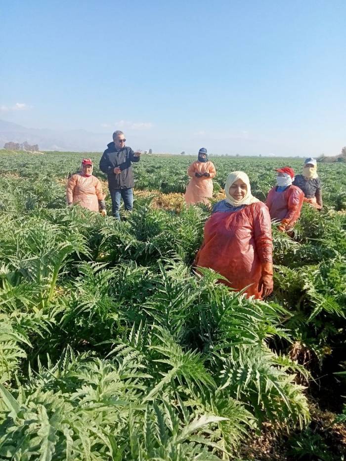 Aydın’ın Sembol Ürünü Enginarların Gelişimi Kontrol Edildi