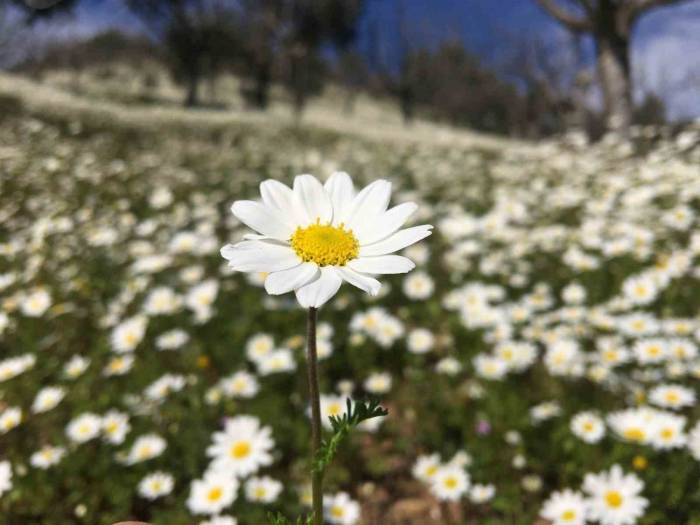 Açan Papatyalar Muhteşem Görüntü Oluşturdu