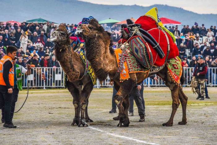 İzmir’de Deve Güreşi Festivaline Yoğun İlgi