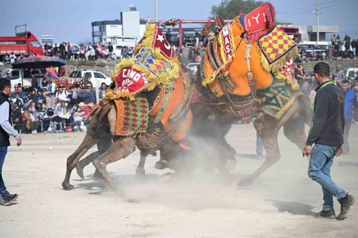 10. Salihli Deve Güreşleri Festivali Yapıldı