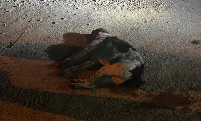 Bodrum’da Kedi Ve Köpekler Zehirlendi