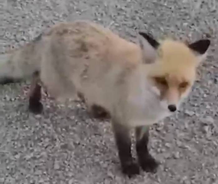 Tilkiyi Elleriyle Besledi