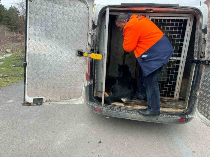 Mahalleli İstedi Başı Boş Köpekleri Topladı, Hayvan Severlerle Başı Derde Girdi