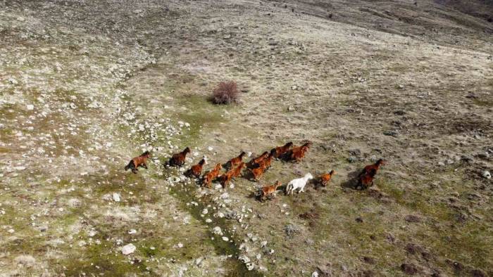 Güneşi Gören Yılkı Atları İndikleri Yaylarda Havadan Görüntülendi