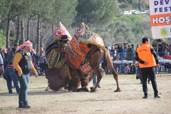 Başkan Güler’den Deve Güreşine Davet