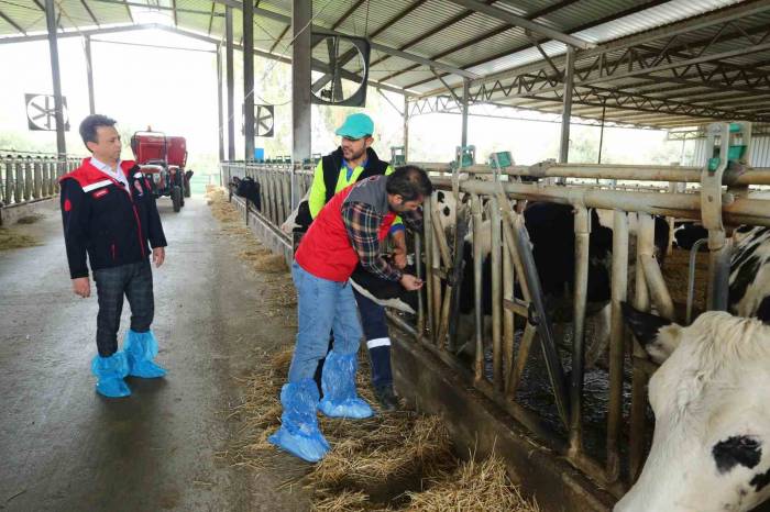 Şap Hastalığına Karşı Baskın Aşılama Dönemi