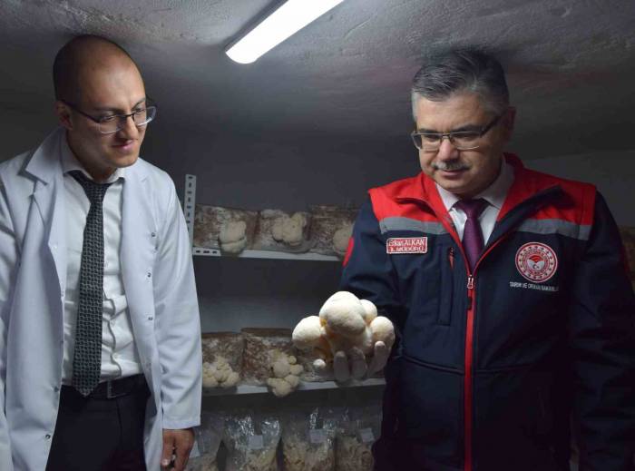 Evin Bodrumunda Aslan Yelesi Mantarı Üretiyor