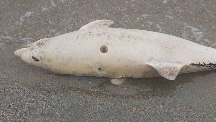 Ölü Yunus Sahile Vurdu