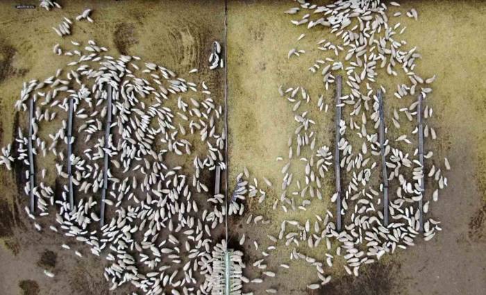 Süt Kuzuları Günde 2 Defa Anneleriyle Buluşturuluyor