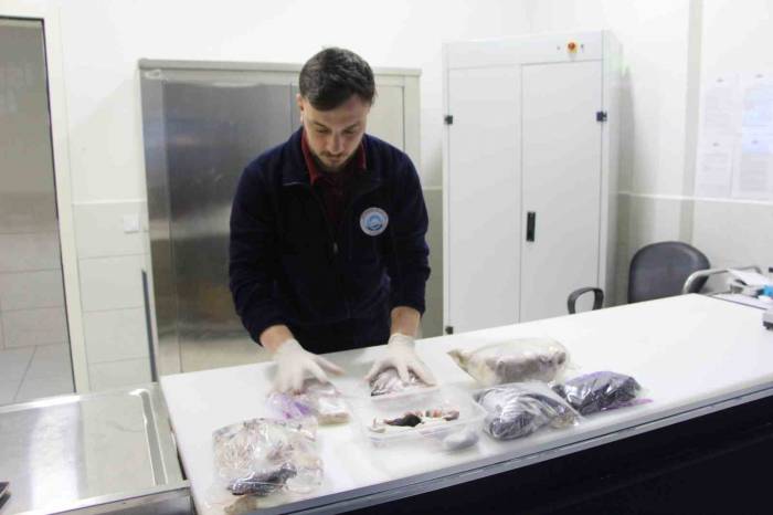 Akvaryumdaki Yılanların Canlı Yem İle Beslendiği İddiası Asılsız Çıktı