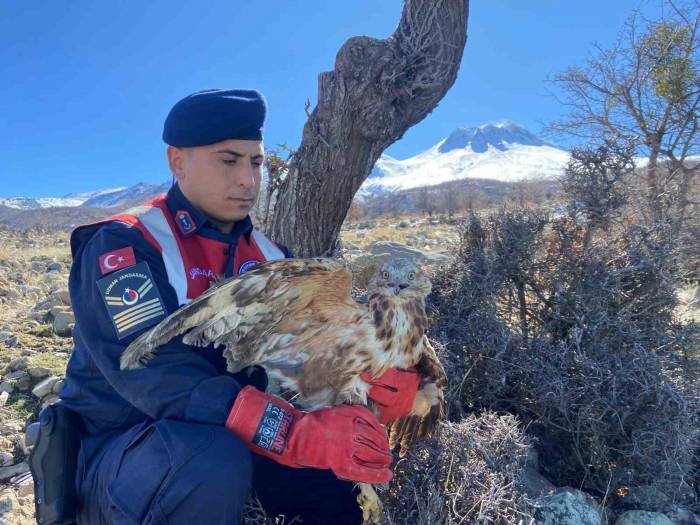 Jandarmanın Yaralı Bulduğu Kızıl Şahin Tedavi Altında