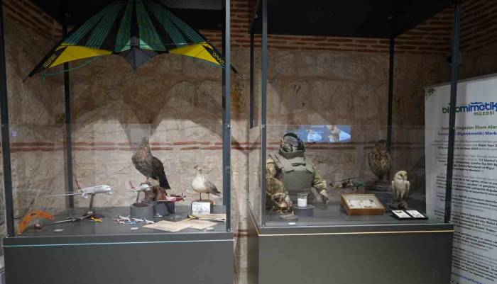 Türkiye’de Bir İlk: Biyomimetik Proje Yarışması Başlıyor