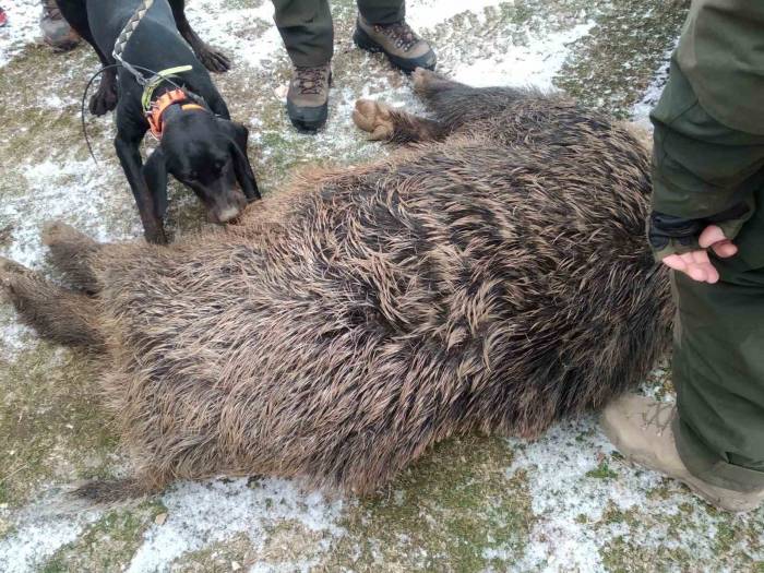 Bu Dönemde Yaban Domuzu İle Mücadele Yasak