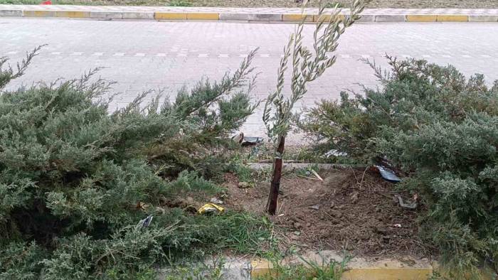 Gelecek Nesillere Daha Yeşil Bir Mahalle Bırakacaklar