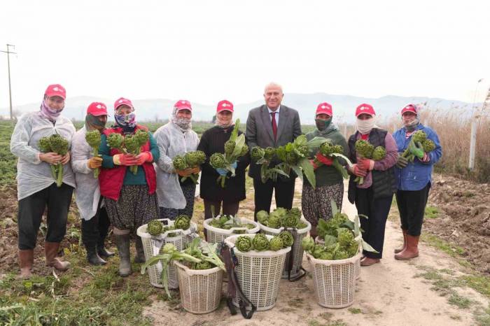 Başkan Atay’dan Enginar, Kuşkonmaz Ve Şevketi Bostan Hasadı