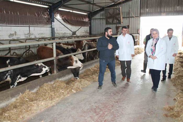 Hibe Desteğiyle Başladı Başarılı Bir Şekilde Devam Ediyor