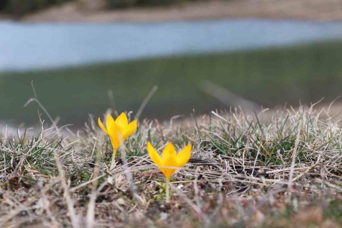 Ankara’da Baharın Müjdecisi ‘Çiğdemler’ Çiçek Açtı