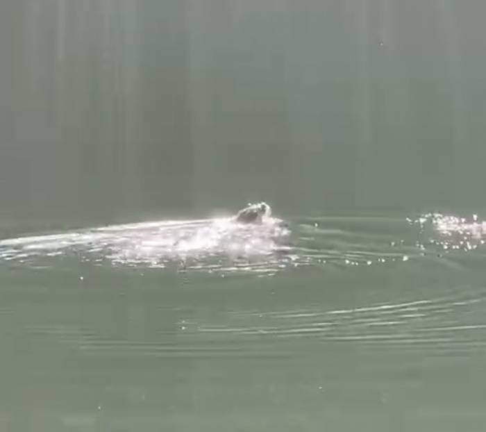 Su Samuru Böyle Güneşlendi