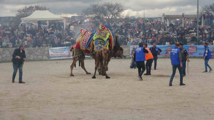 Ayvacık’ta 6. Geleneksel Deve Güreşleri Festivali Düzenlendi