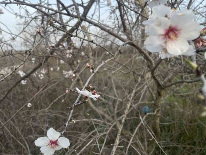 Erken Çiçek Açan Meyve Ağaçları Üreticiyi Endişelendiriyor